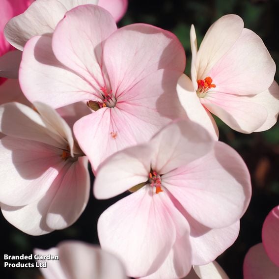 Geranium 'Horizon Appleblossom' F1