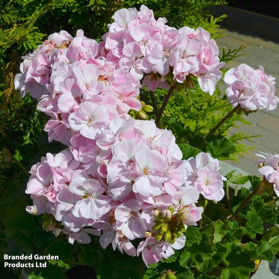 Geranium 'Horizon Appleblossom' F1