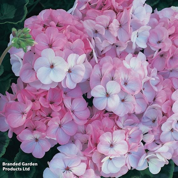 Geranium 'Horizon Appleblossom' F1