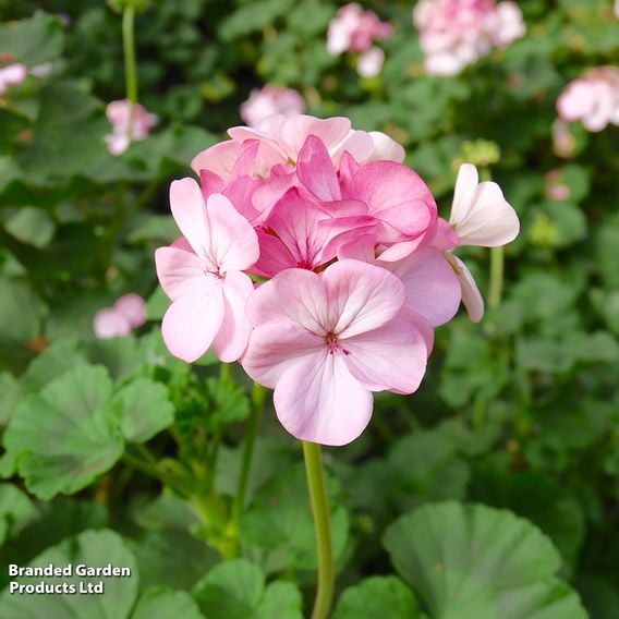 Geranium 'Horizon Appleblossom' F1