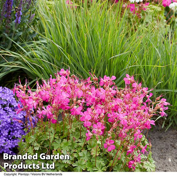 Geranium 'Intense'