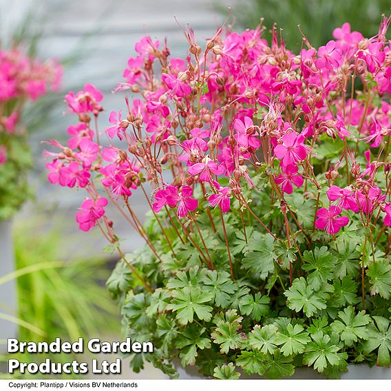 Geranium 'Intense'