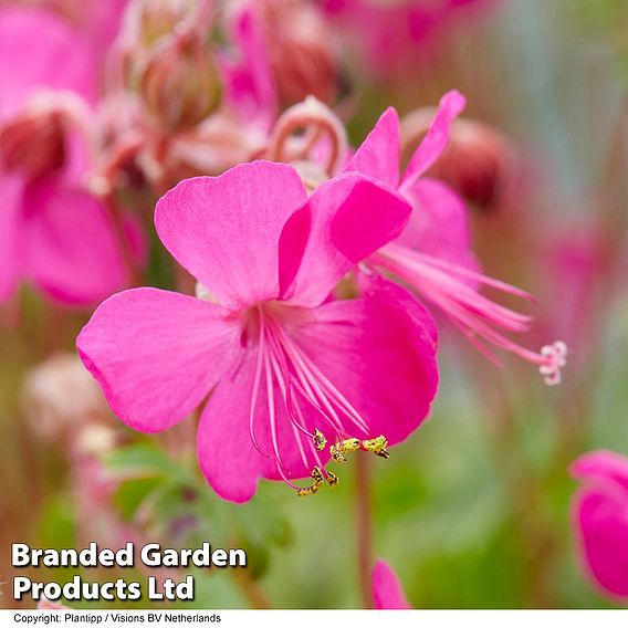 Geranium 'Intense'