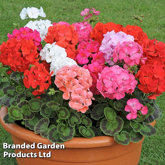 Geranium 'Jackpot Mixed' F1 Hybrid