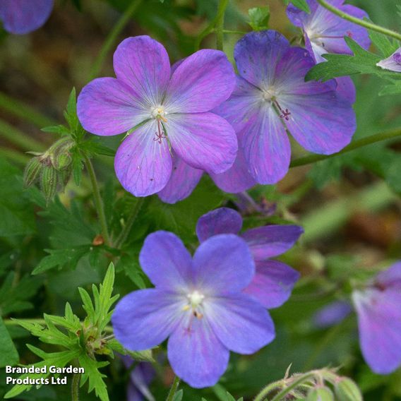 Geranium 'Johnson's Blue'