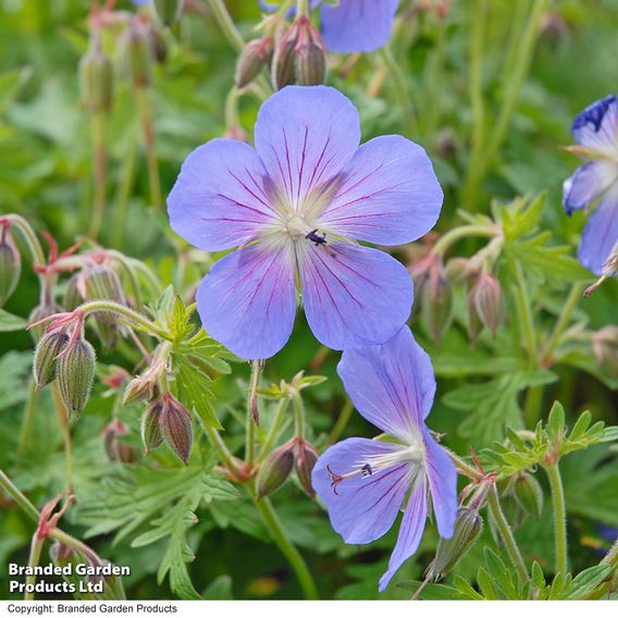 Geranium 'Johnson's Blue'