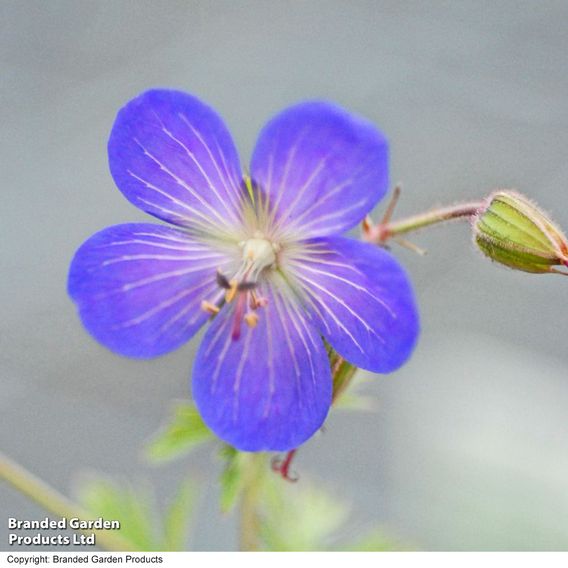 Geranium 'Johnson's Blue'