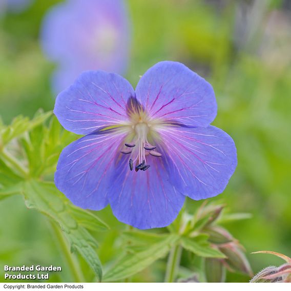 Geranium 'Johnson's Blue'