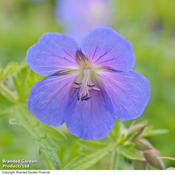 Geranium 'Johnson's Blue'