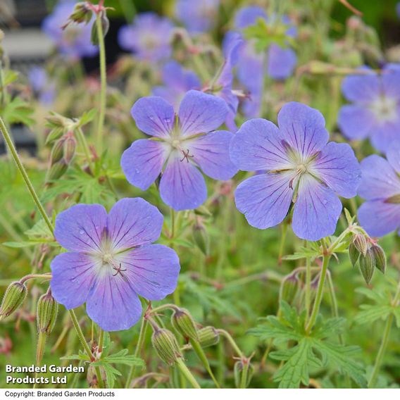 Geranium 'Johnson's Blue'