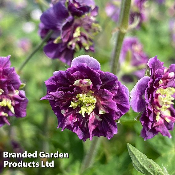 Geranium phaeum 'Joseph Green'