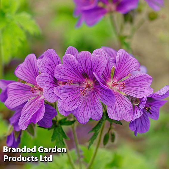 Geranium x magnificum