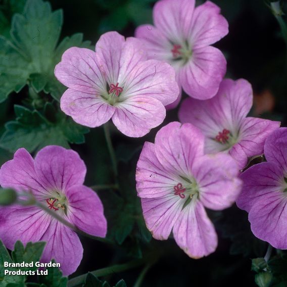 Geranium x riversleaianum 'Mavis Simpson'