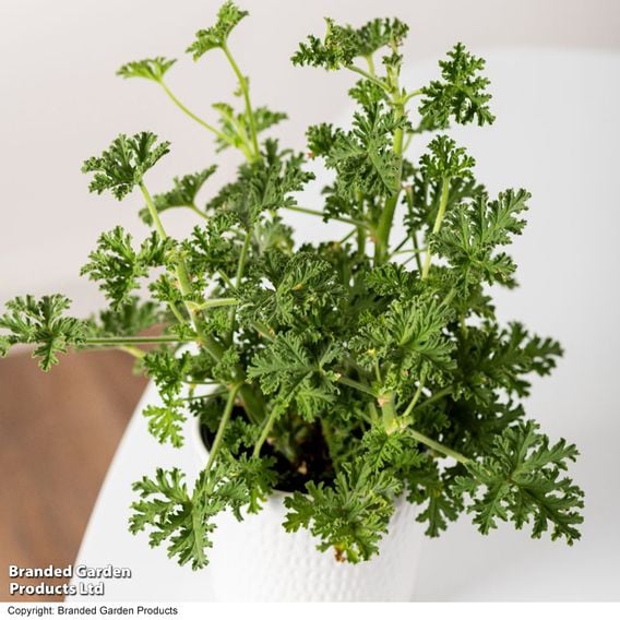 Geranium graveolens 'Mosquito Fighter'