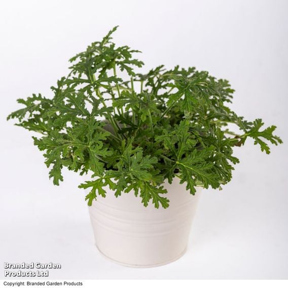 Geranium graveolens 'Mosquito Fighter'