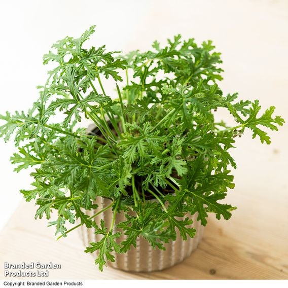 Geranium graveolens 'Mosquito Fighter'