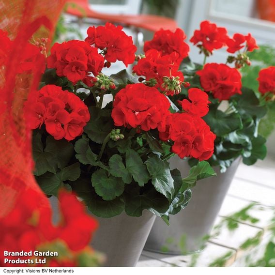 Geranium 'Octavia Hill'