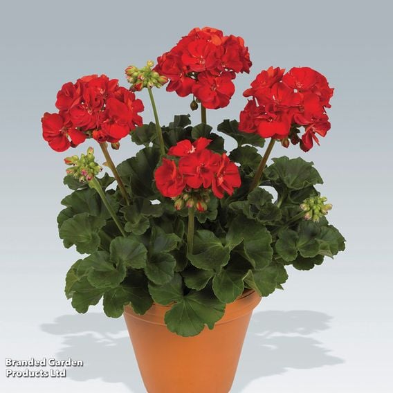 Geranium 'Octavia Hill'