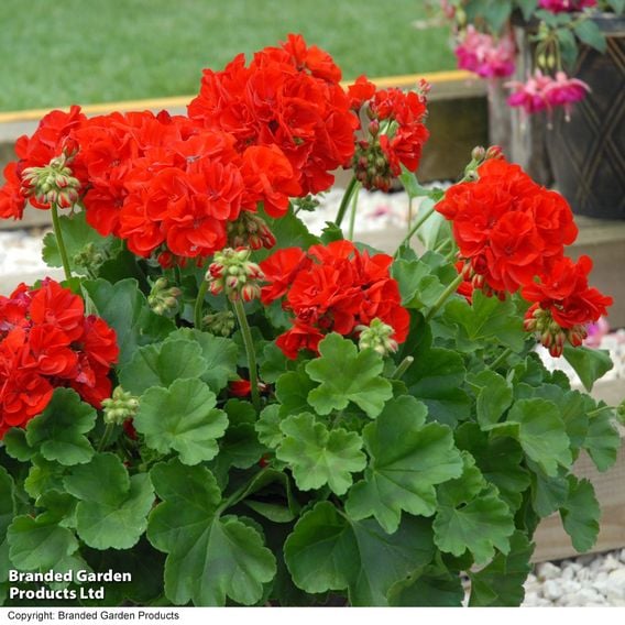 Geranium 'Octavia Hill'