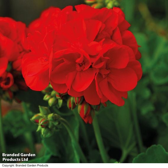 Geranium 'Octavia Hill'