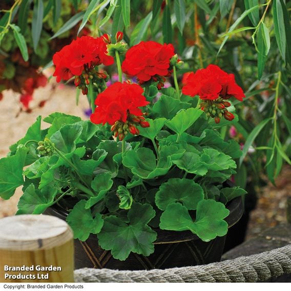 Geranium 'Octavia Hill'