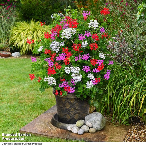 Geranium peltatum Trio