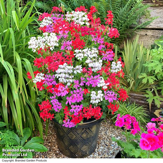Geranium peltatum Trio