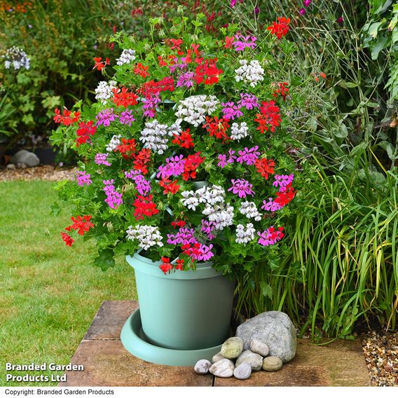 Geranium peltatum Trio