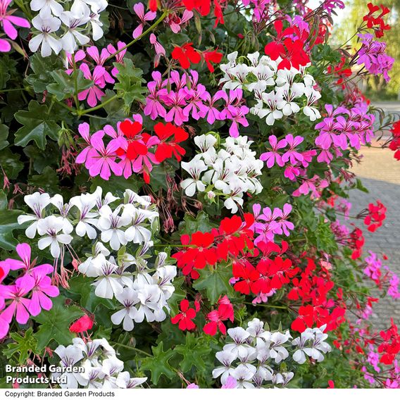 Geranium peltatum Trio