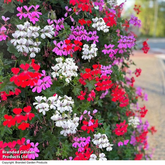 Geranium peltatum Trio