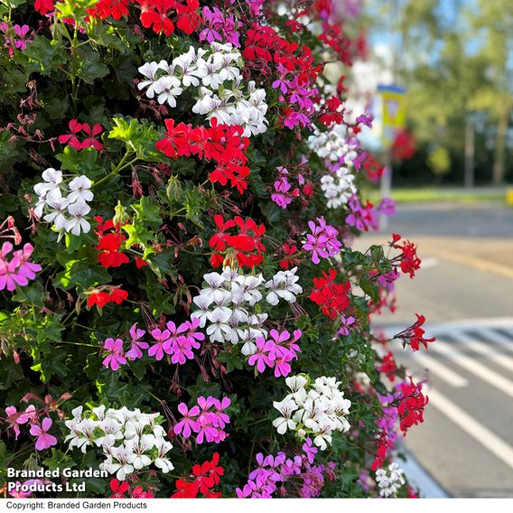 Geranium peltatum Trio