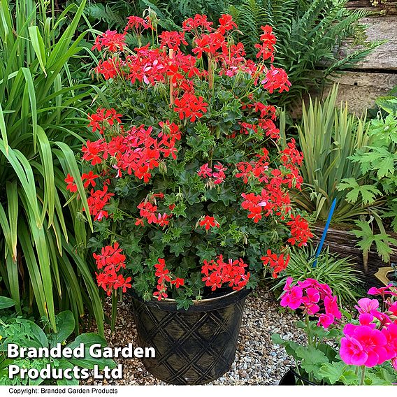 Geranium peltatum 'Red'