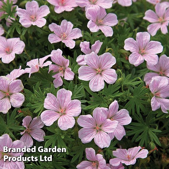 Geranium sanguineum 'Pink Pouffe'