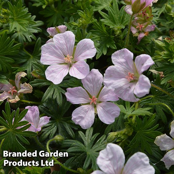 Geranium sanguineum 'Pink Pouffe'