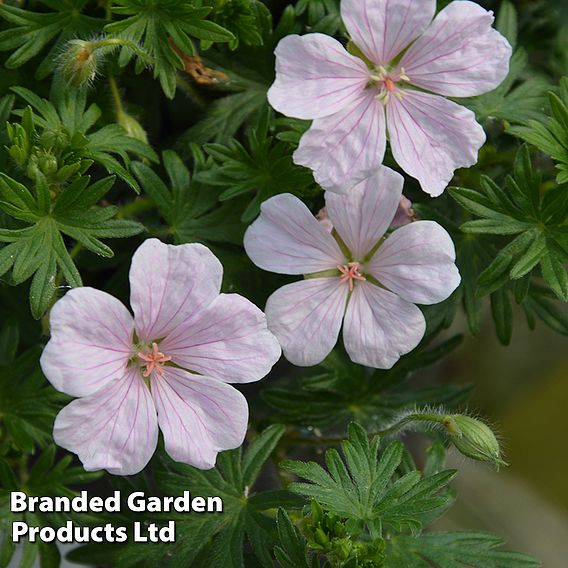 Geranium sanguineum 'Pink Pouffe'