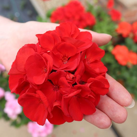 Geranium 'Grandeur Power Red'