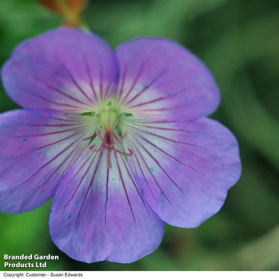 Geranium 'Rozanne'