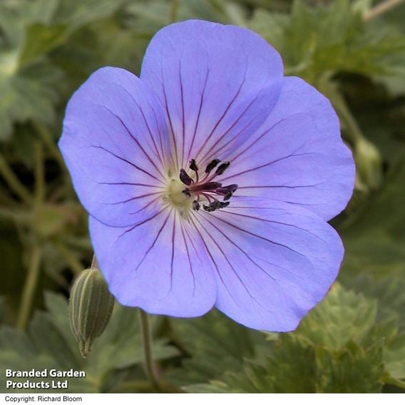 Geranium 'Rozanne'