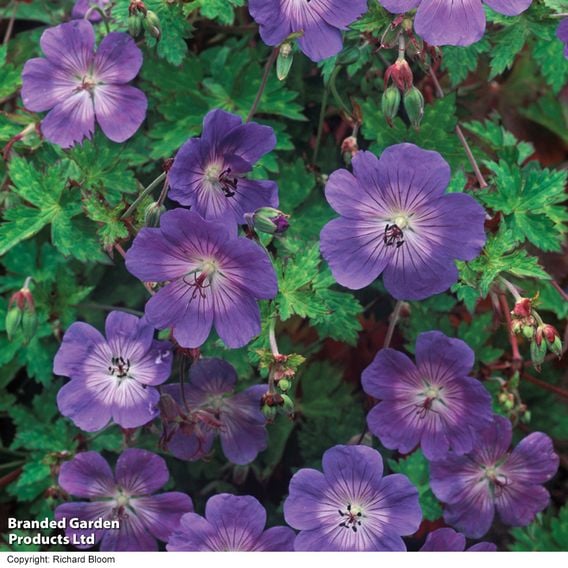 Geranium 'Rozanne'