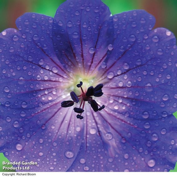 Geranium 'Rozanne'
