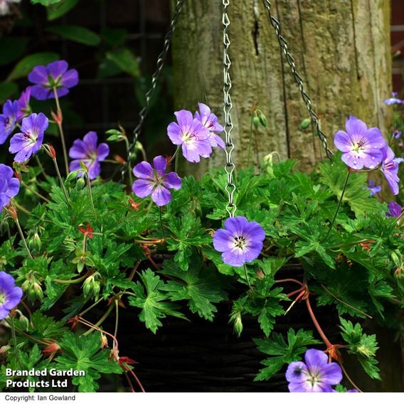 Geranium 'Rozanne'