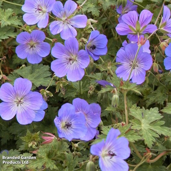 Geranium 'Rozanne'