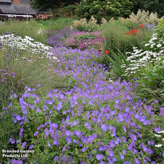 Geranium 'Rozanne'