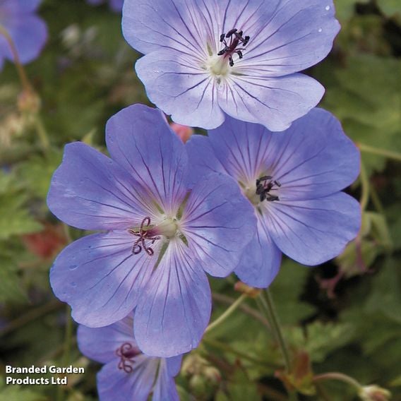 Geranium 'Rozanne'