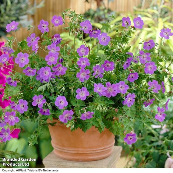 Geranium 'Rozanne'