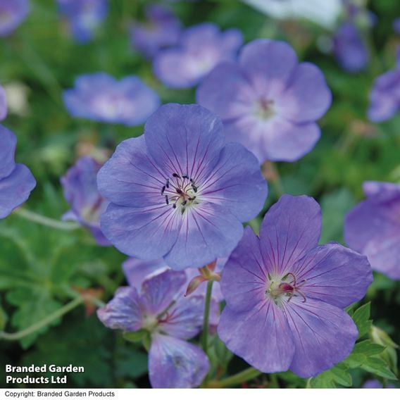 Geranium 'Rozanne'