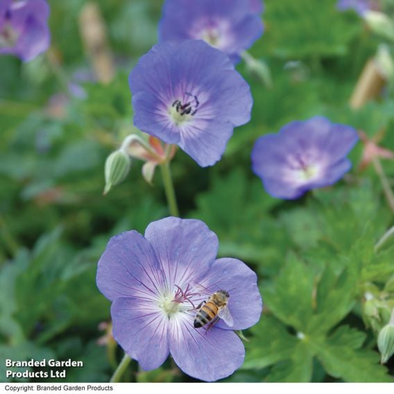 Geranium 'Rozanne'