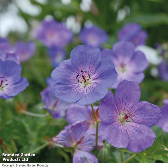 Geranium 'Rozanne'