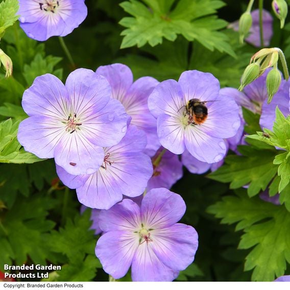 Geranium 'Rozanne'