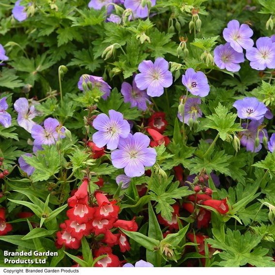 Geranium 'Rozanne'